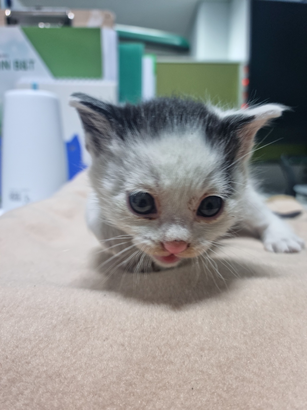 한국동물구조관리협회_411304202500175