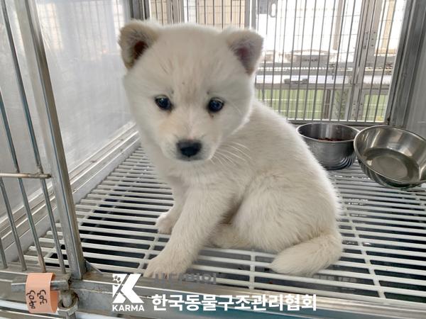 한국동물구조관리협회_441560202500384