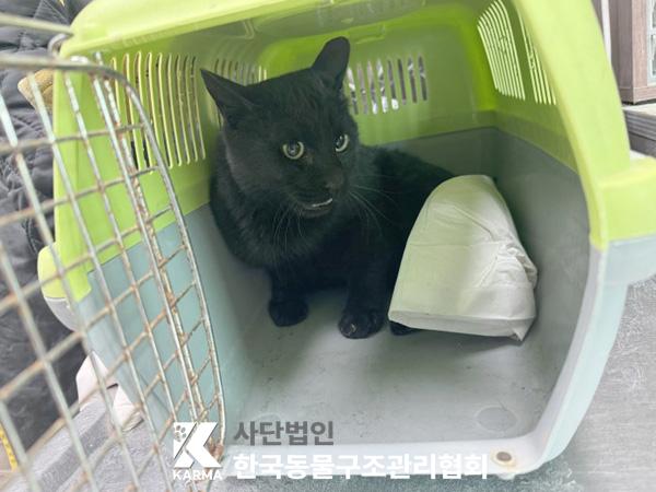 보호중 한국 고양이…