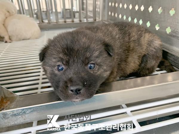 한국동물구조관리협회_441406202500300