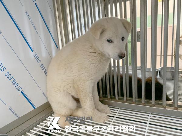 한국동물구조관리협회_441406202500294