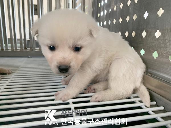 한국동물구조관리협회_441406202500301