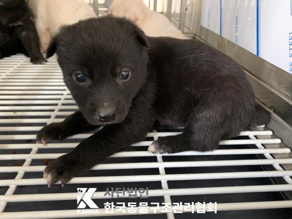 한국동물구조관리협회_441406202500296