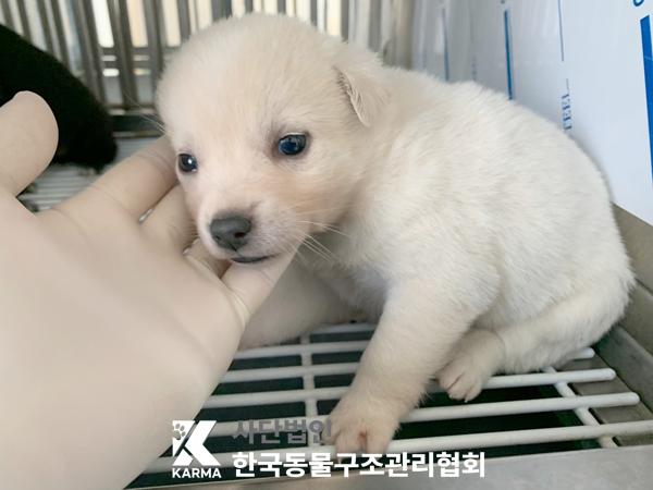 한국동물구조관리협회_441406202500298