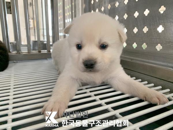 한국동물구조관리협회_441406202500302