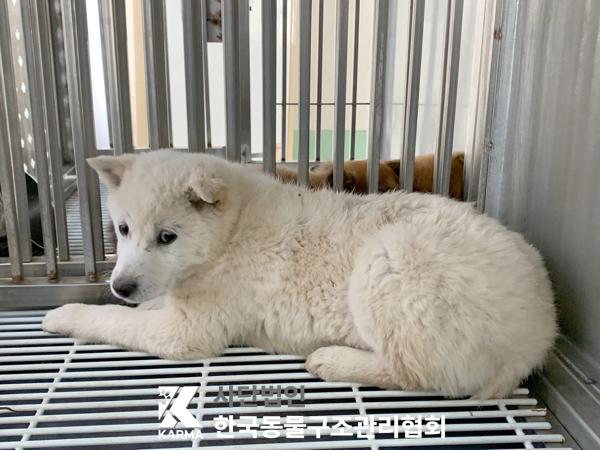 한국동물구조관리협회_441406202500292