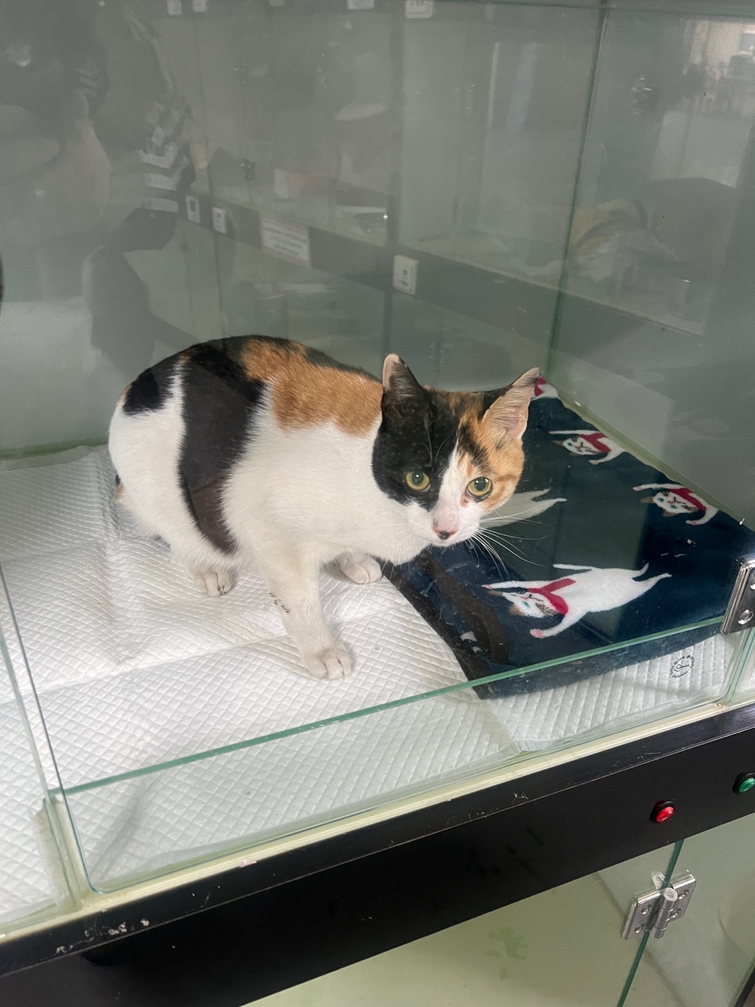 부산동물보호센터_426328202500010