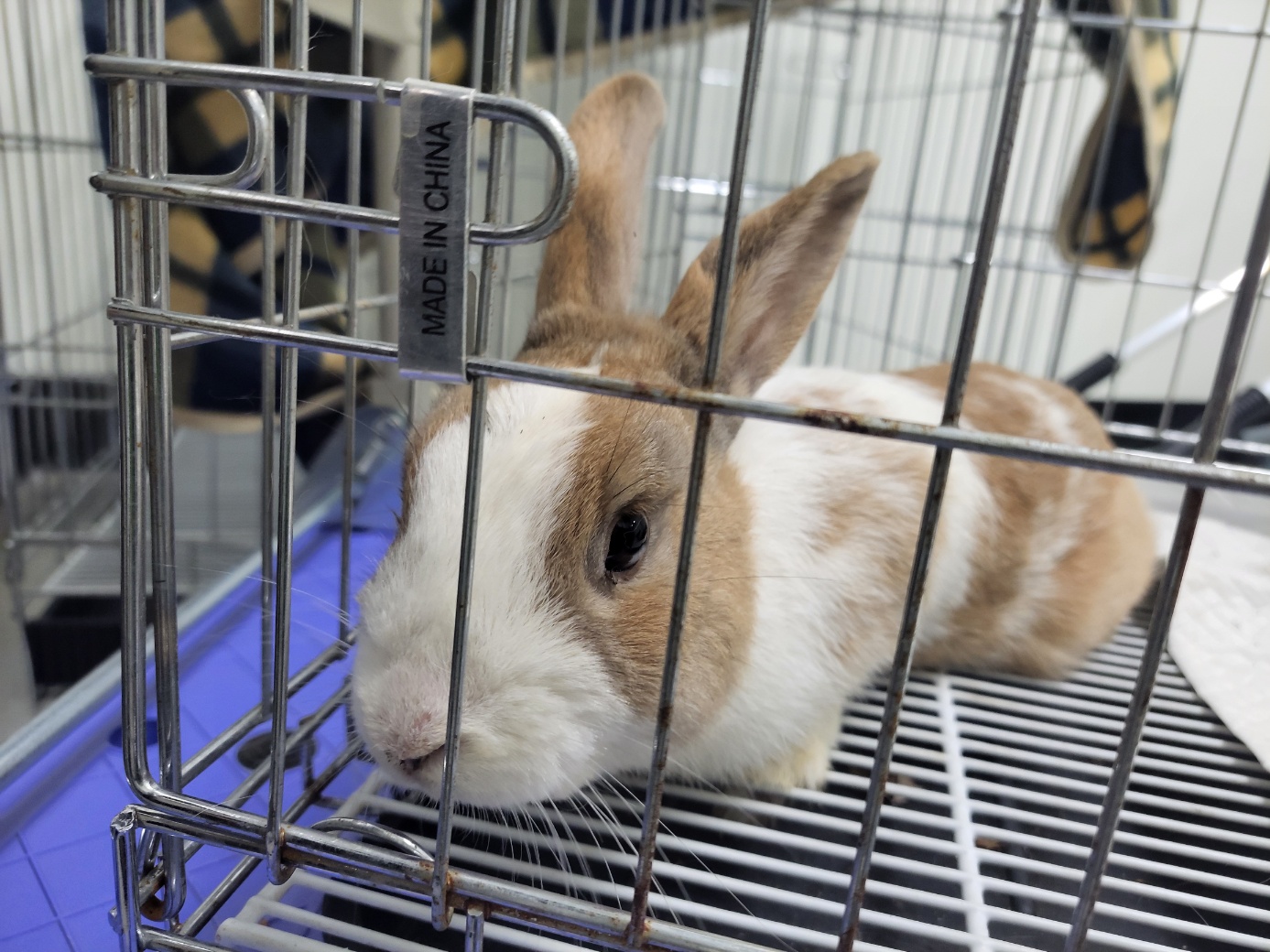 고양시동물보호센터_441394202500582