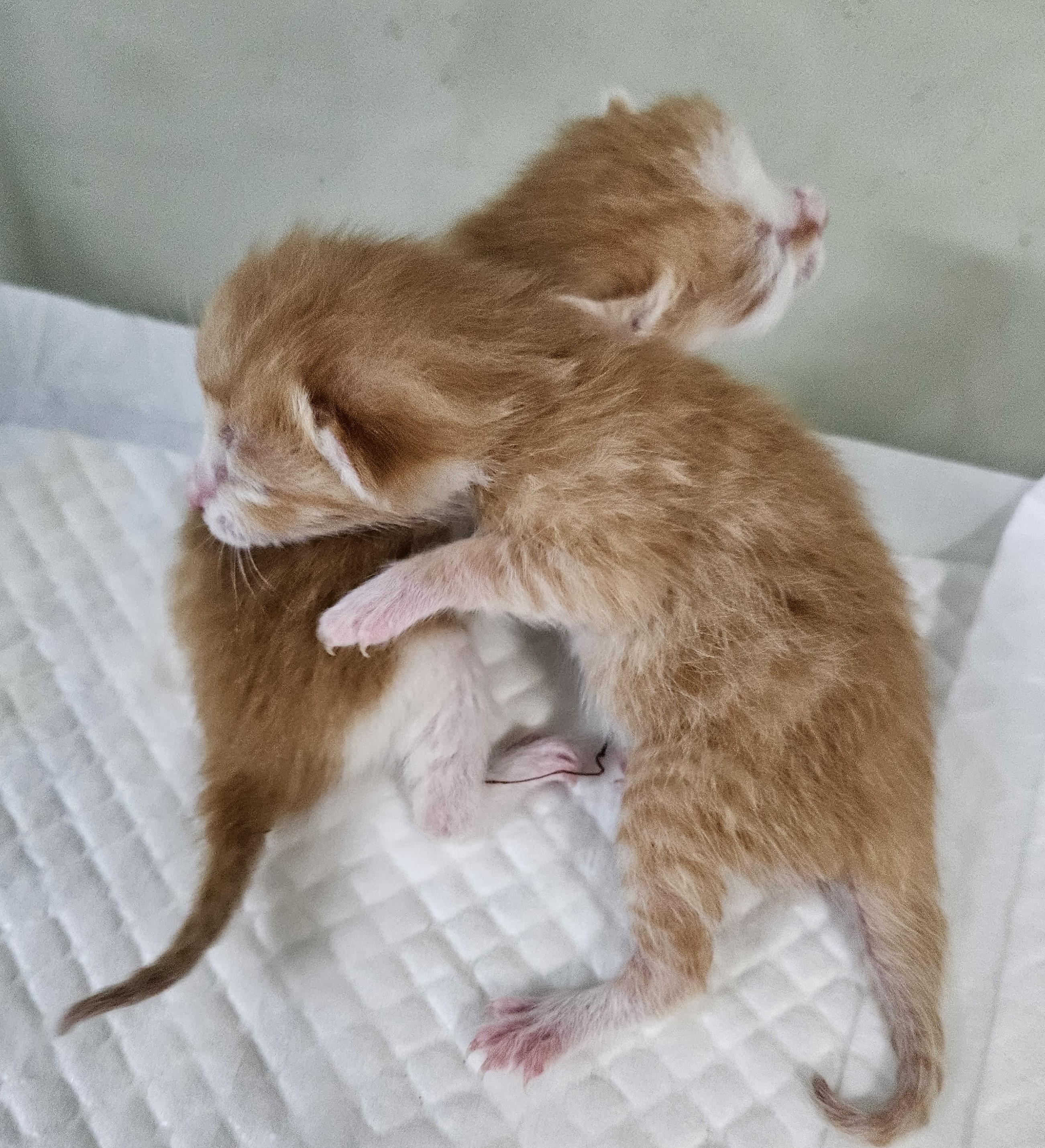 대구유기동물보호센터_427342202500301