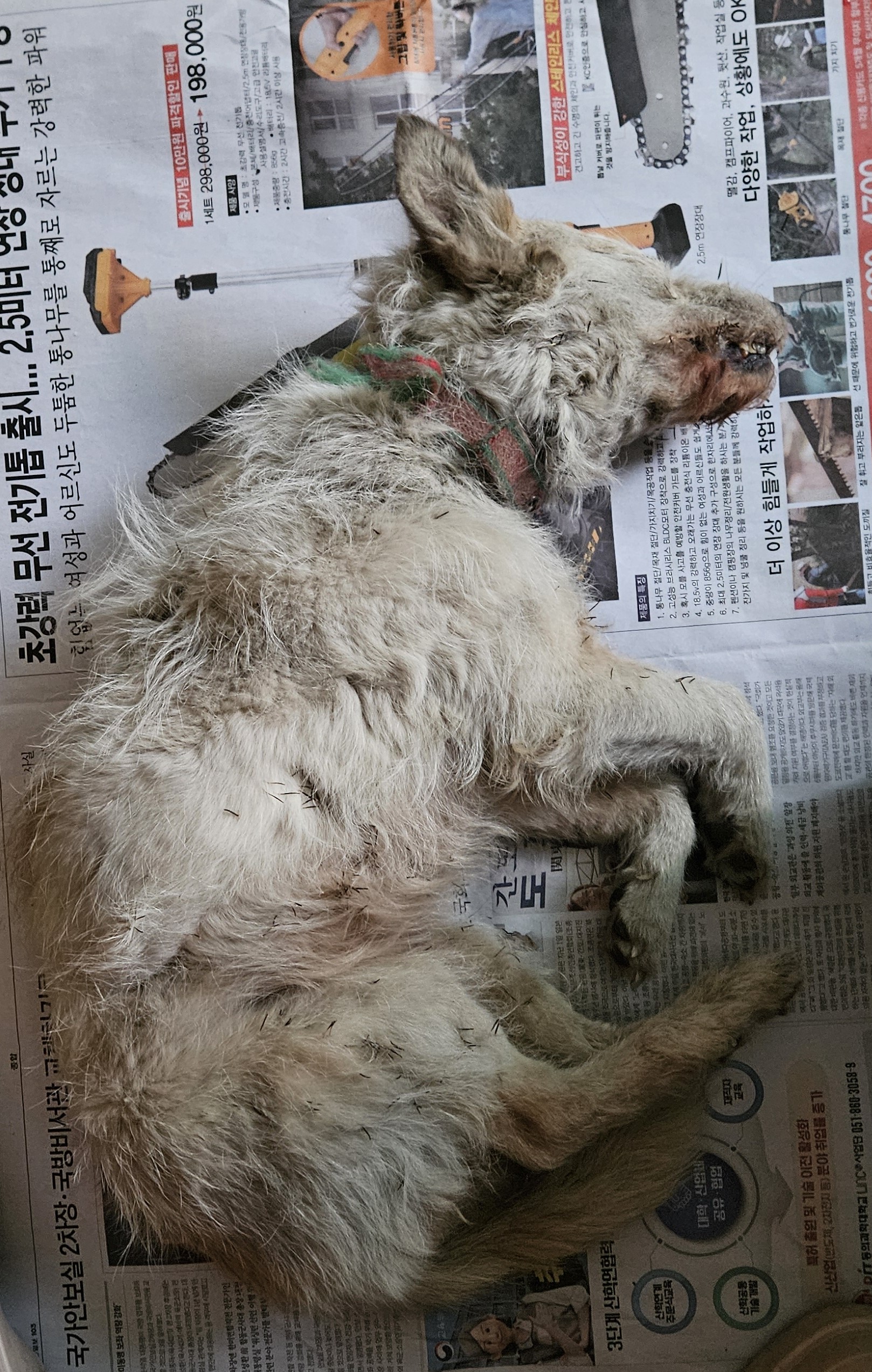 종료(자연사) 믹스…