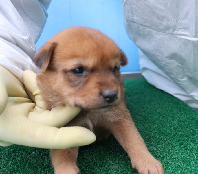제주 동물보호센터_450650202500745