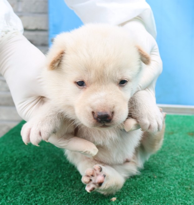 제주 동물보호센터_450650202500747