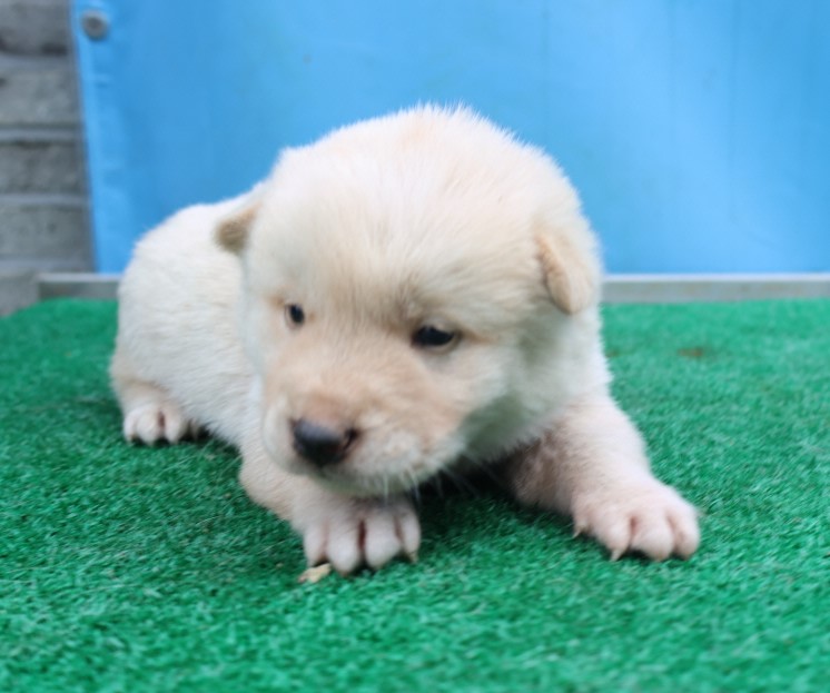 제주 동물보호센터_450650202500748