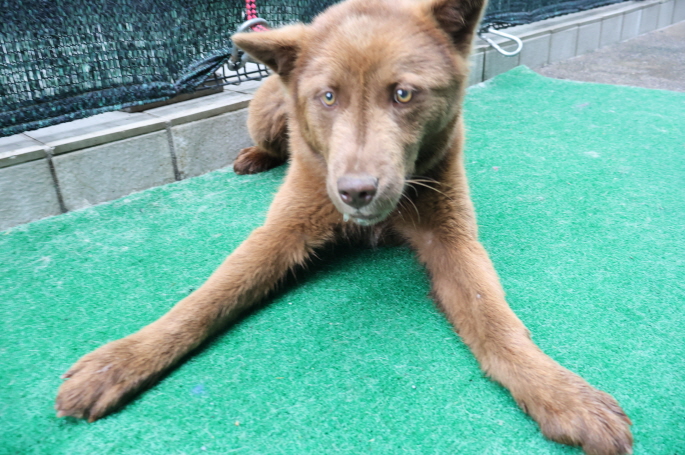 제주 동물보호센터_450650202500749