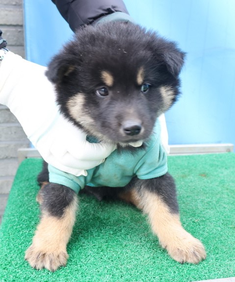 제주 동물보호센터_450650202500753