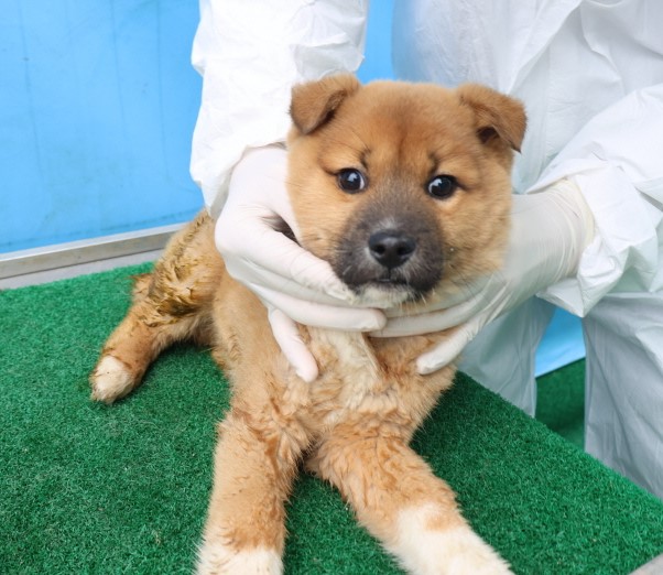 제주 동물보호센터_450650202500750