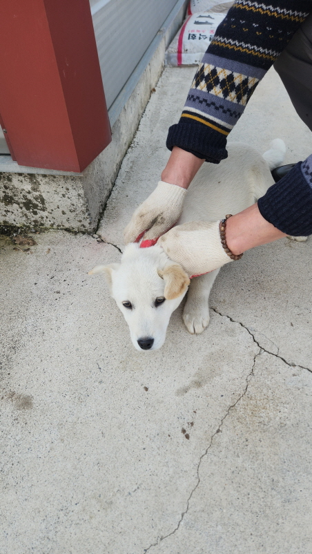익산유기동물보호소_445468202500805
