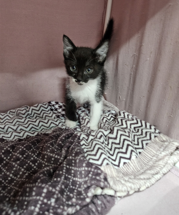 익산유기동물보호소_445468202500812