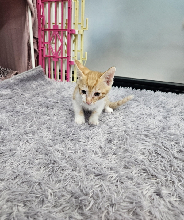 익산유기동물보호소_445468202500811