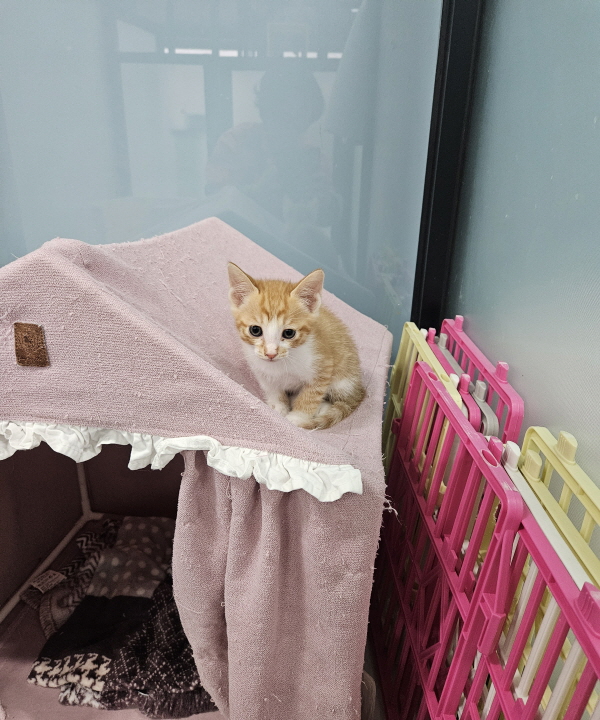 익산유기동물보호소_445468202500810