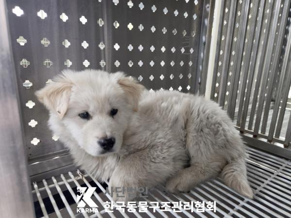 한국동물구조관리협회_441409202500465