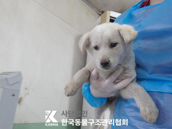 한국동물구조관리협회_441409202500463
