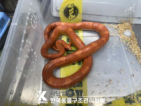 한국동물구조관리협회_411317202500120
