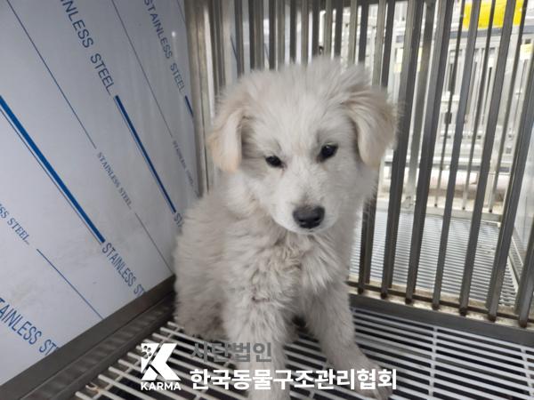 한국동물구조관리협회_441409202500464