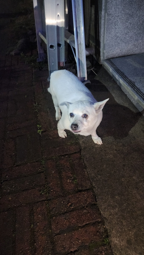익산유기동물보호소_445468202500817