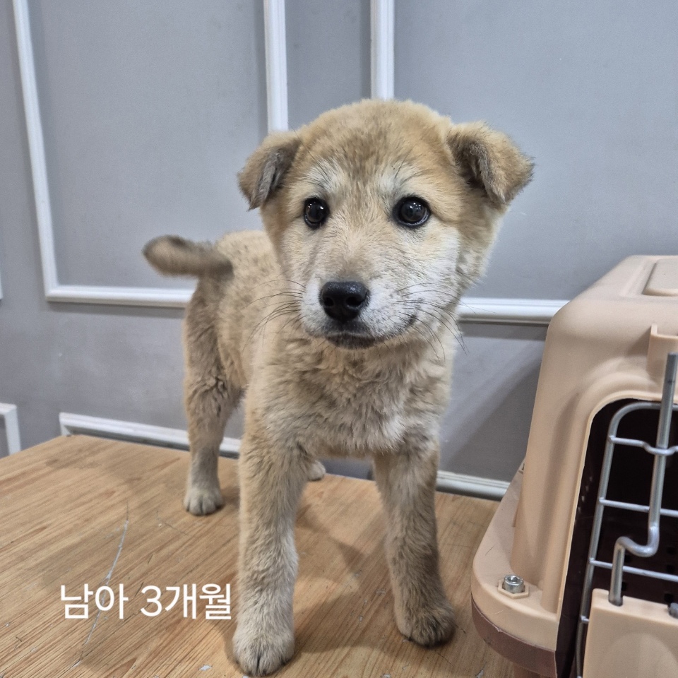 옥천동물병원_443443202500352