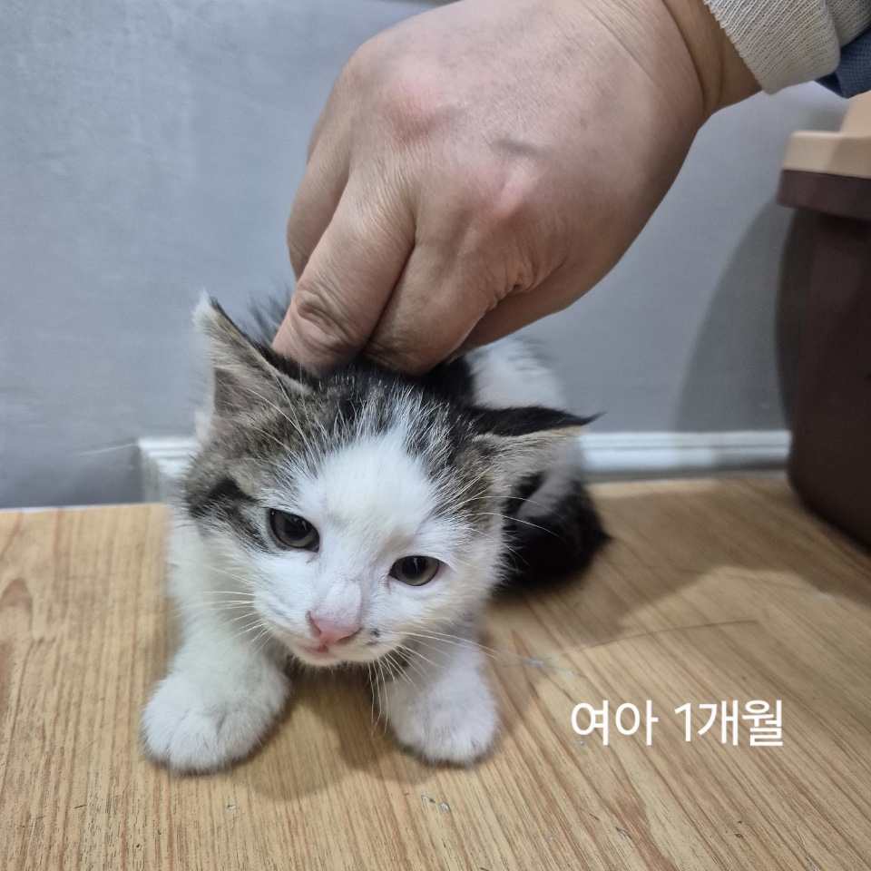옥천동물병원_443443202500353