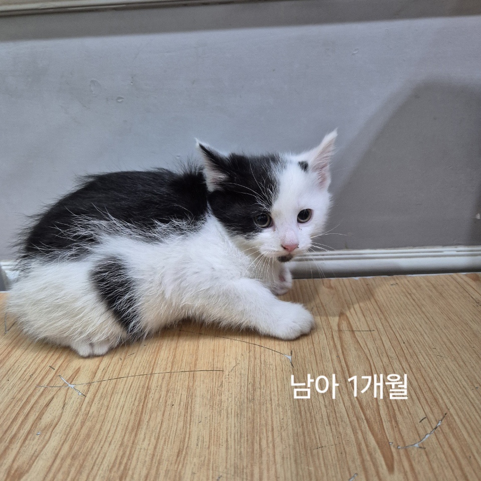 옥천동물병원_443443202500354