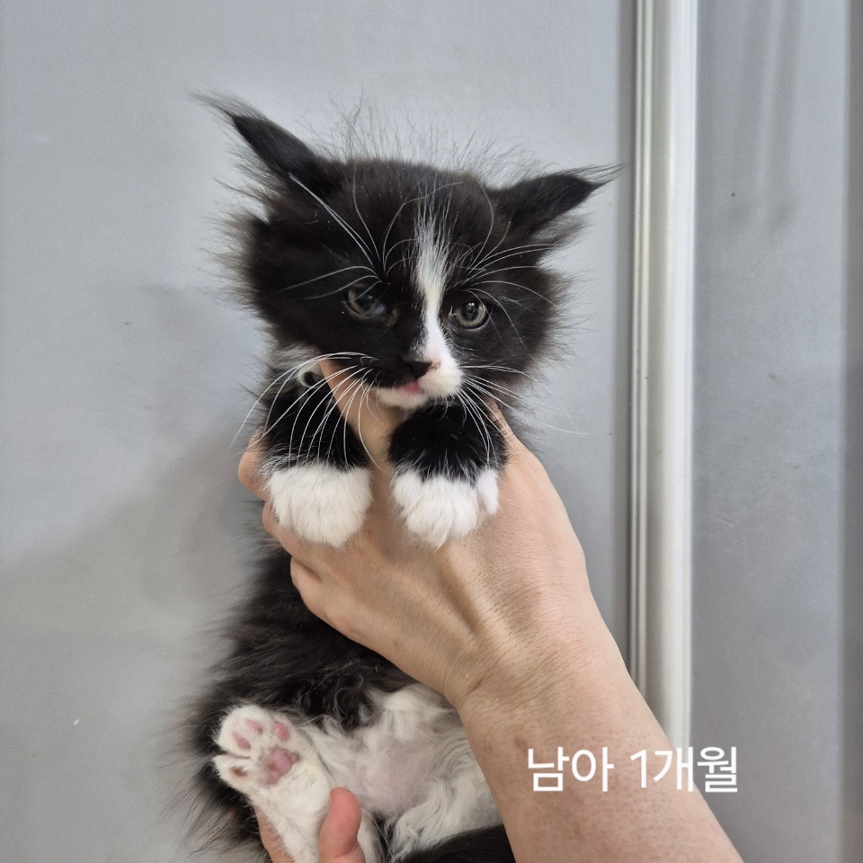 옥천동물병원_443443202500357