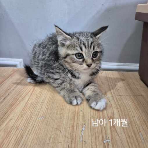 옥천동물병원_443443202500355