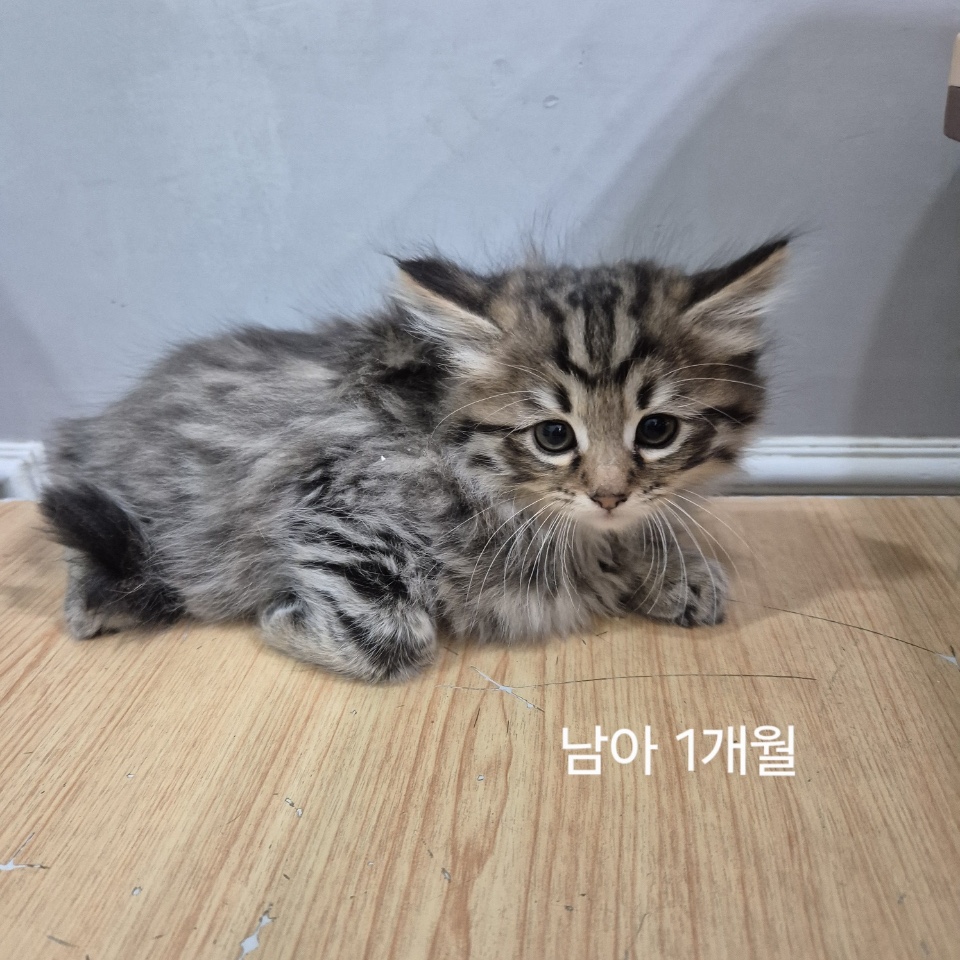 옥천동물병원_443443202500356