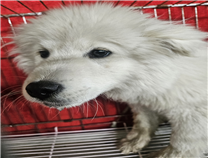 (사)동물보호관리협회_448535202500443