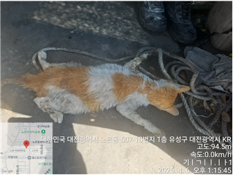 대전동물보호센터_430367202500210