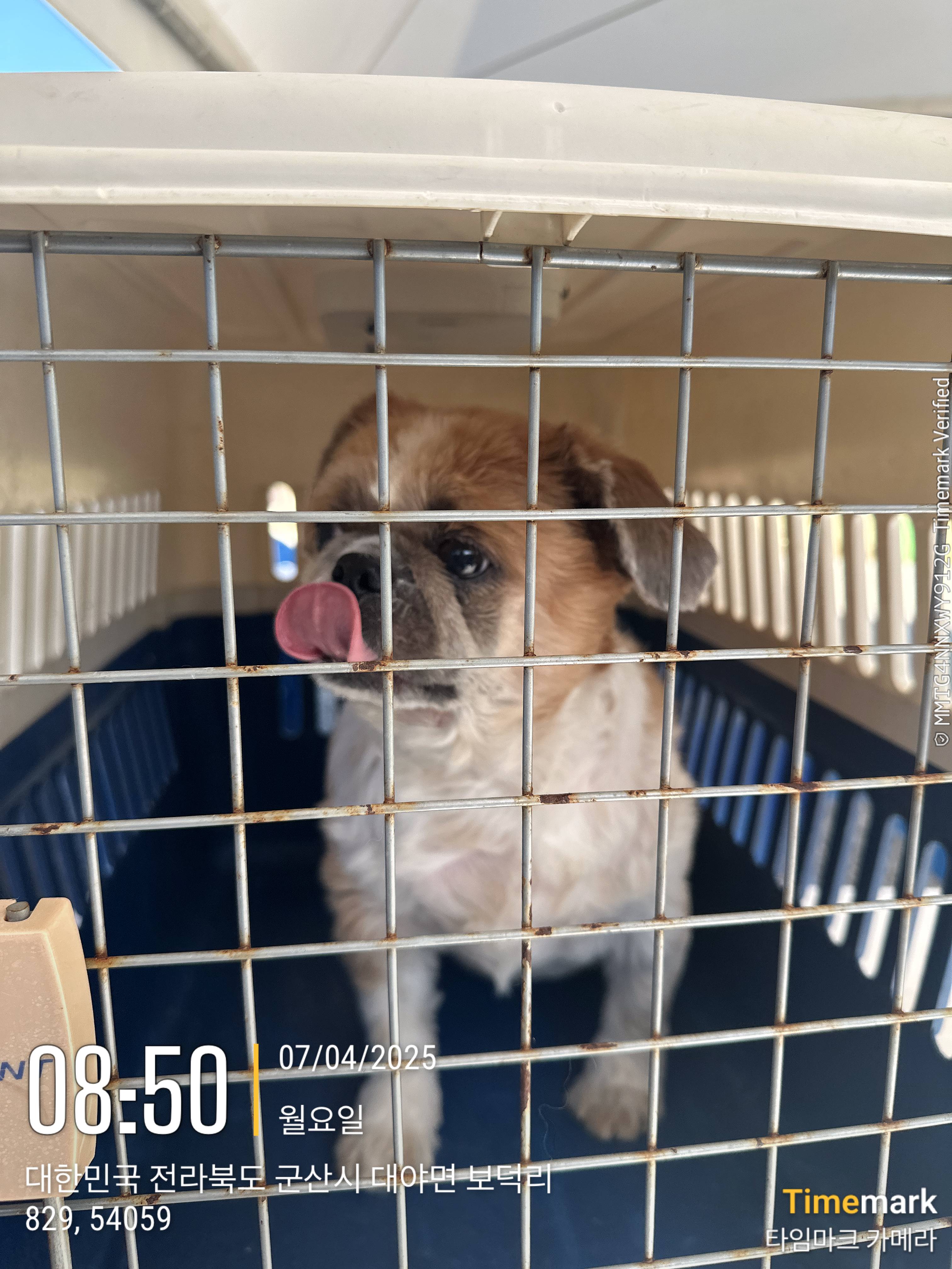 군산유기동물보호센터_445467202500504
