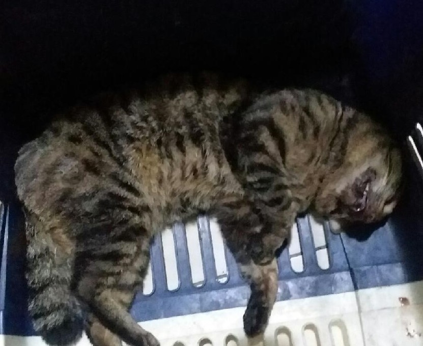 대구유기동물보호협회_427347202500228