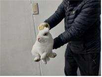 (사)하얀비둘기_426339202500021