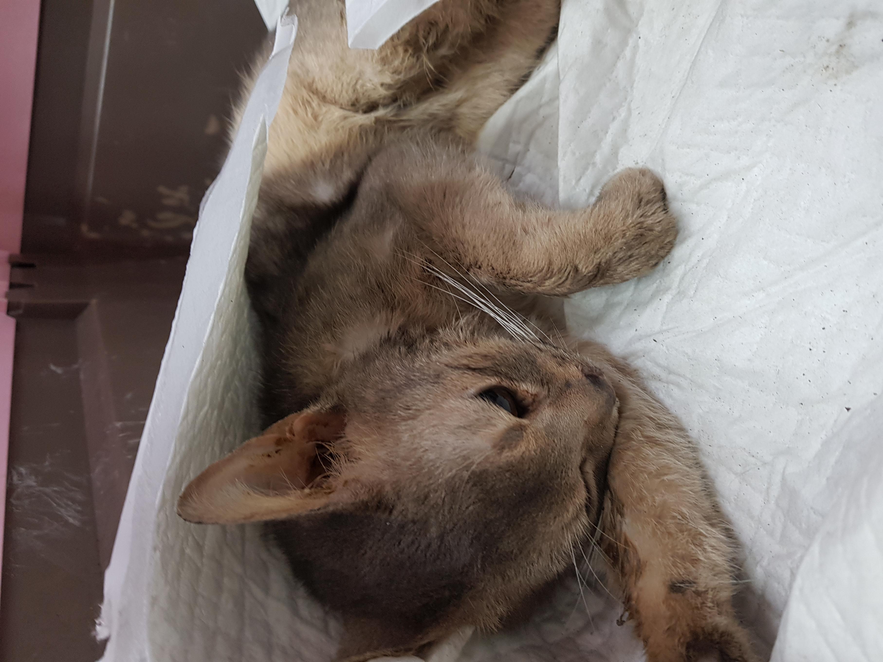 조재진동물병원_428354202500256