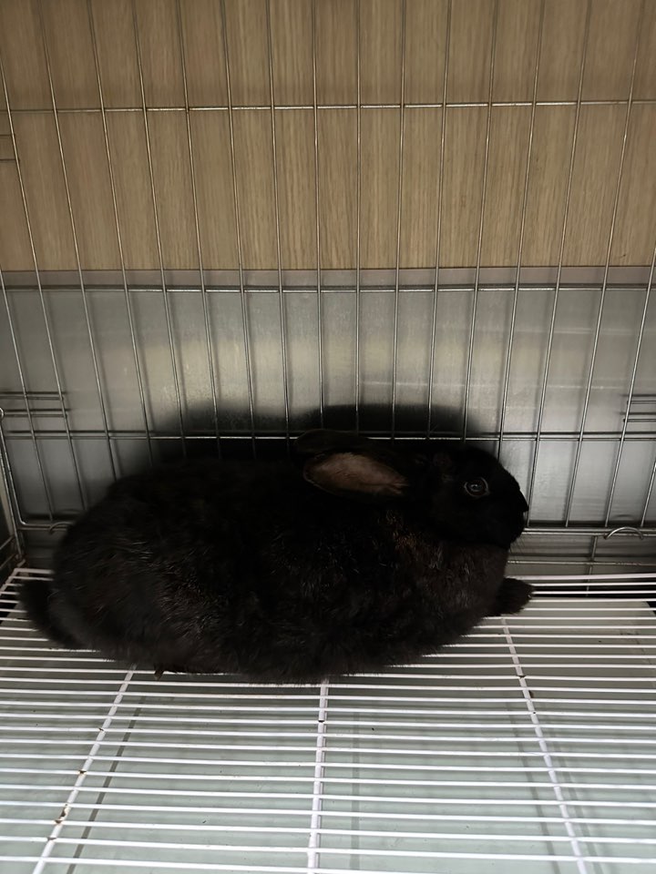 신공항동물병원_428349202500225
