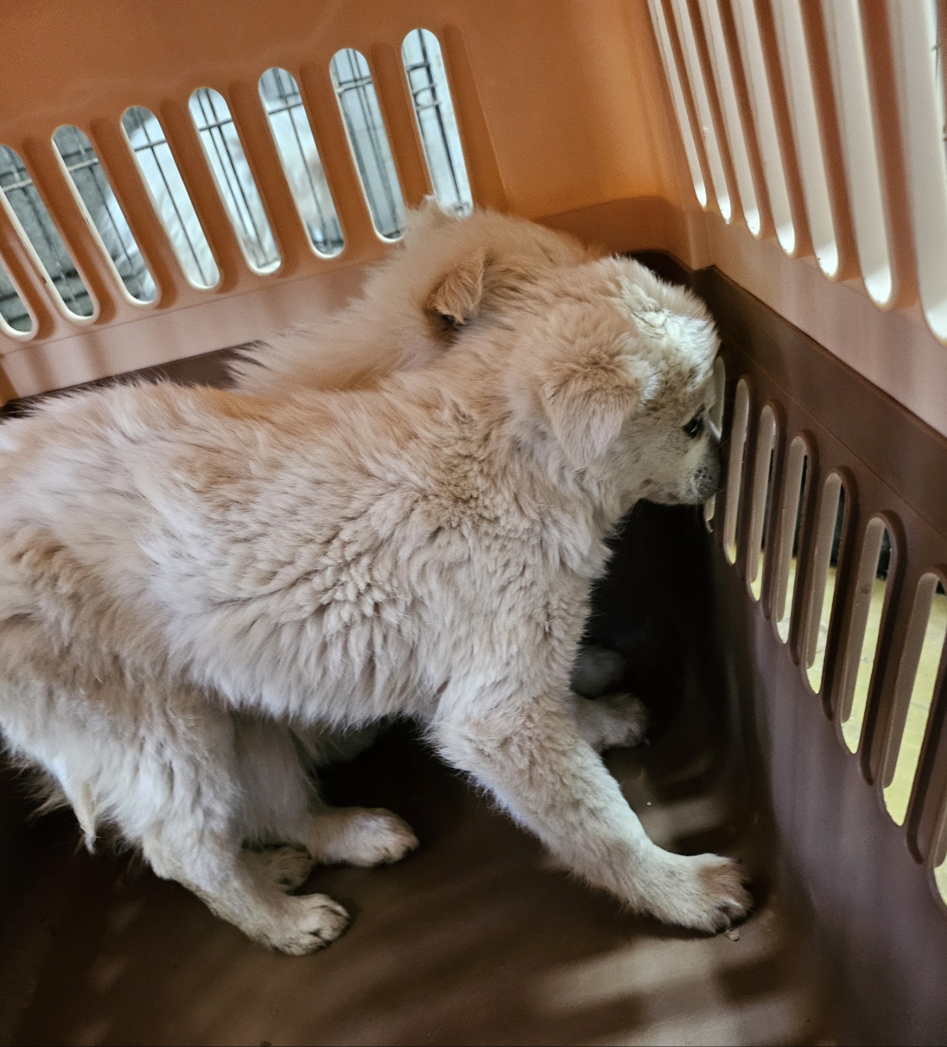 울산유기동물보호센터_431373202500389