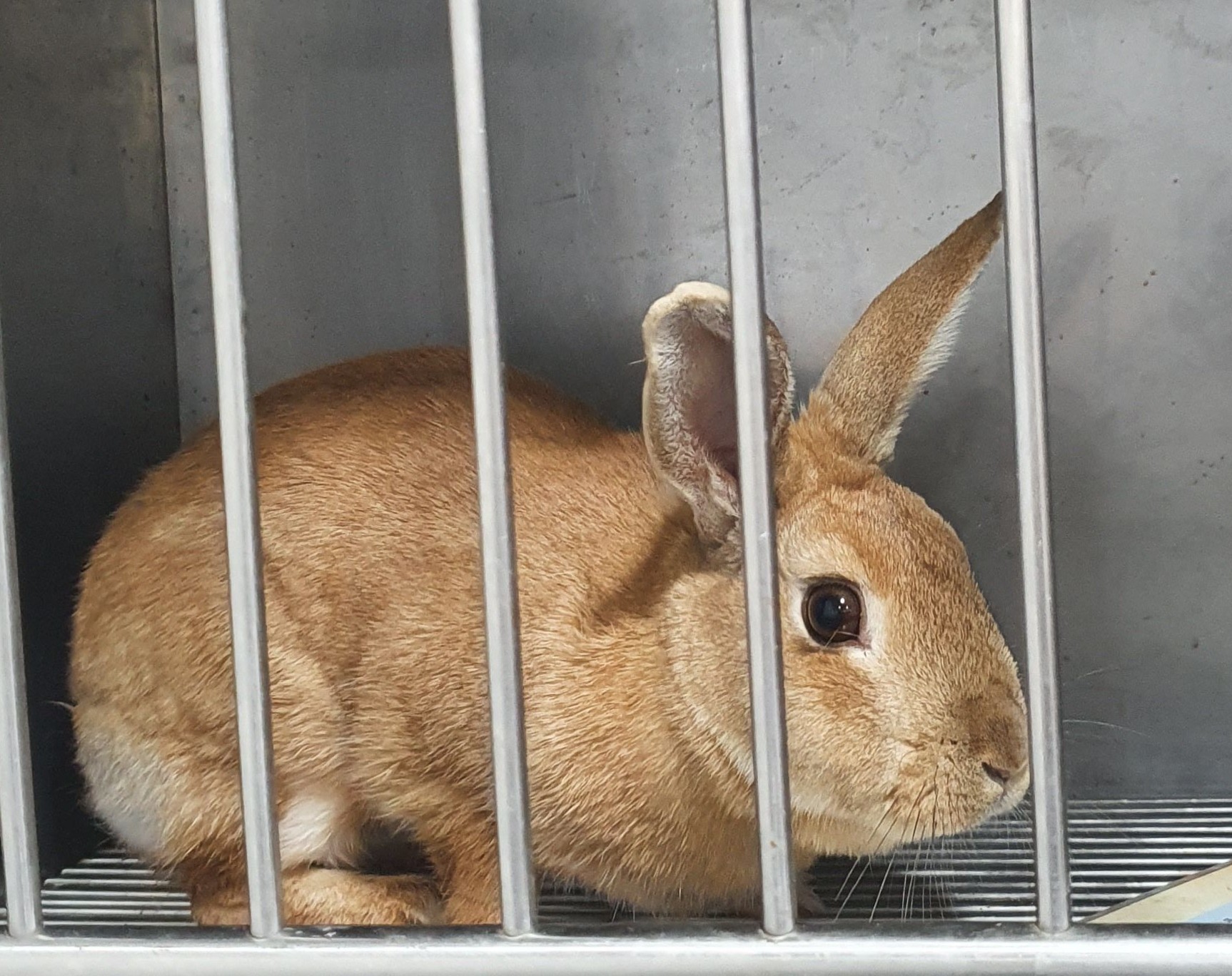 디아크 동물종합병원_411320202500149
