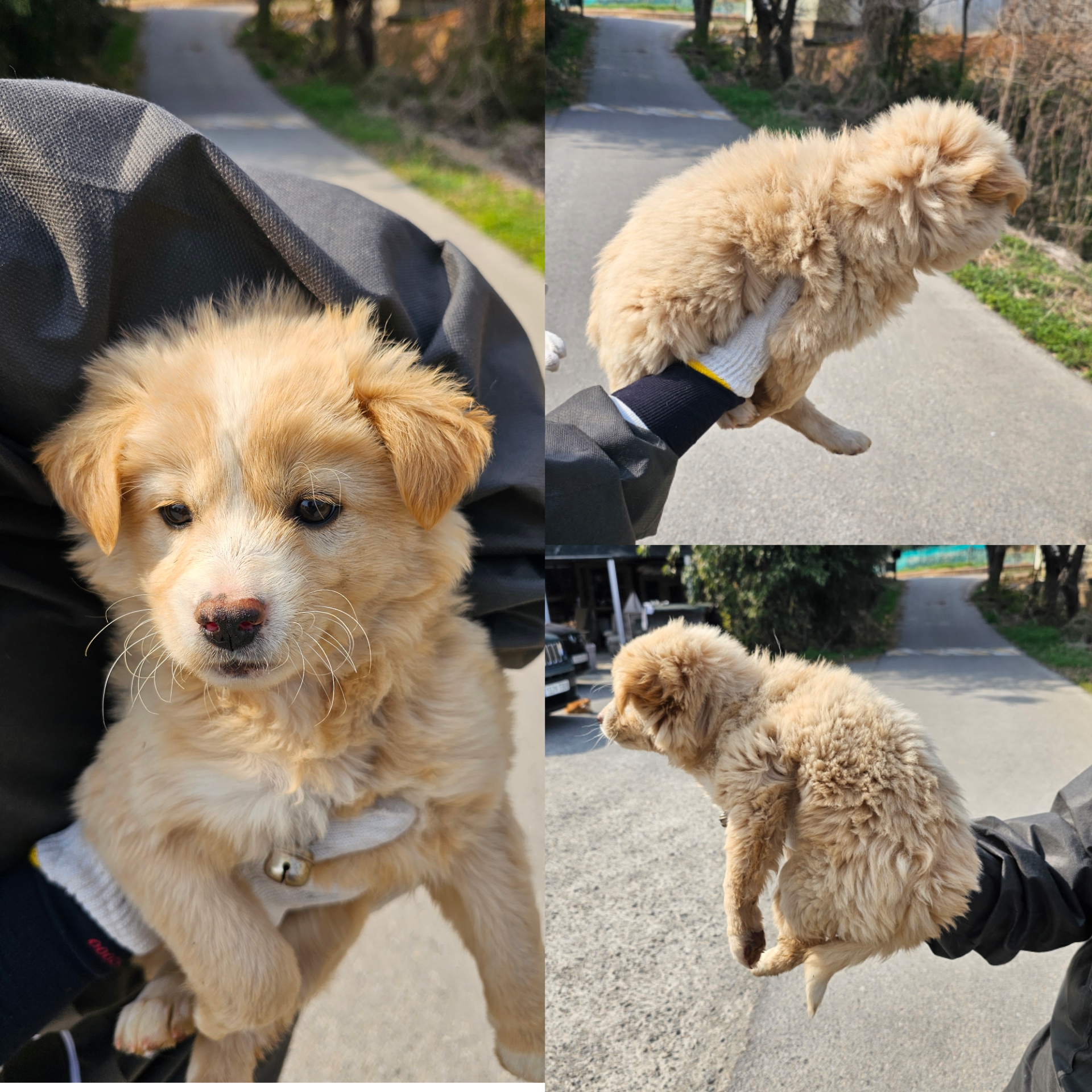 당진시동물보호소_444568202500167