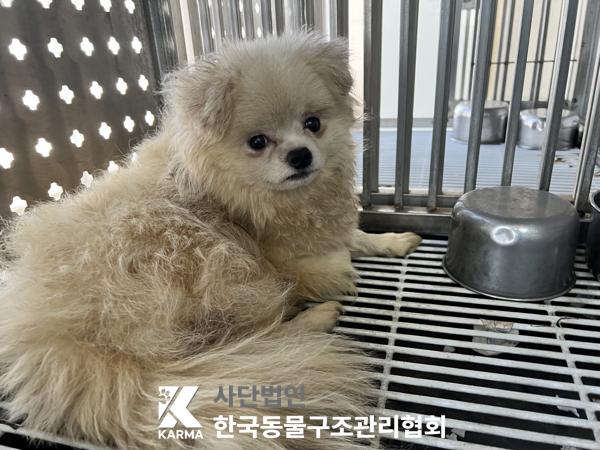 한국동물구조관리협회_411322202500139