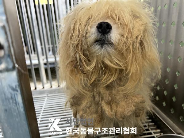 한국동물구조관리협회_411322202500136