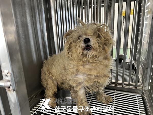 한국동물구조관리협회_411322202500141
