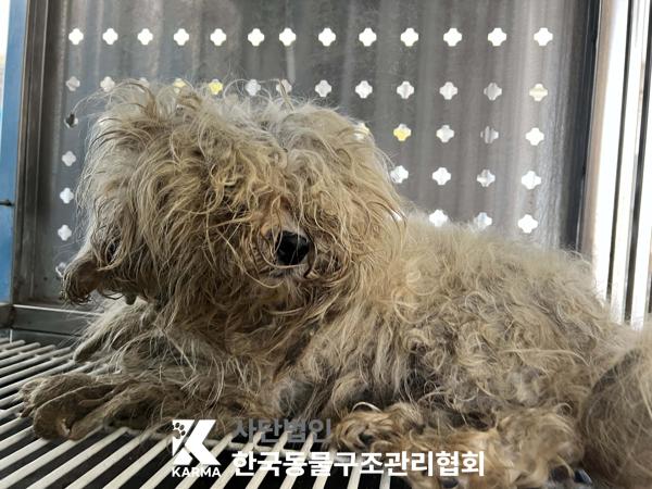 보호중 말티즈의 가…