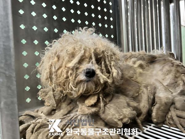 한국동물구조관리협회_411322202500142